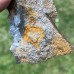 Trochocystites bohemicus